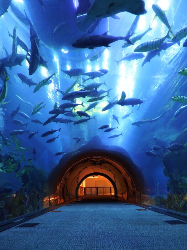 15862_dubai_aquarium_underwater_zoo-original1675410968